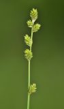 Carex canescens