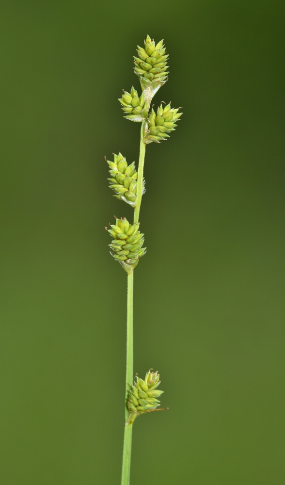 Изображение особи Carex canescens.