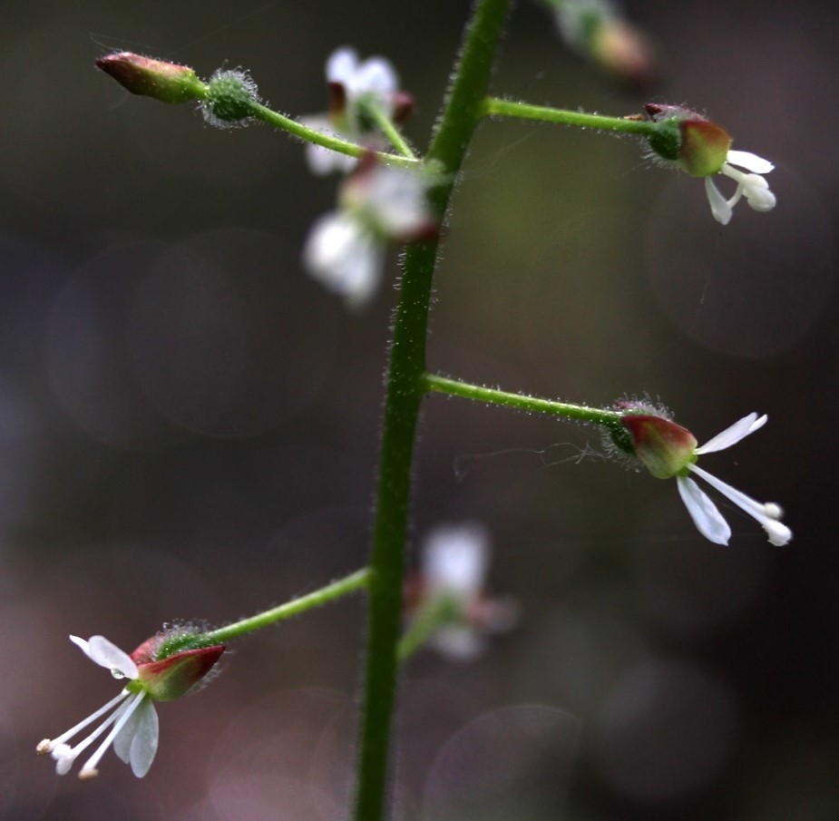 Image of Circaea lutetiana ssp. quadrisulcata specimen.