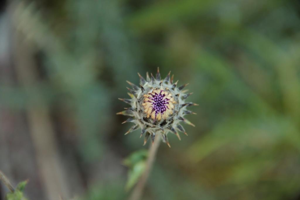Image of Cousinia bonvalotii specimen.