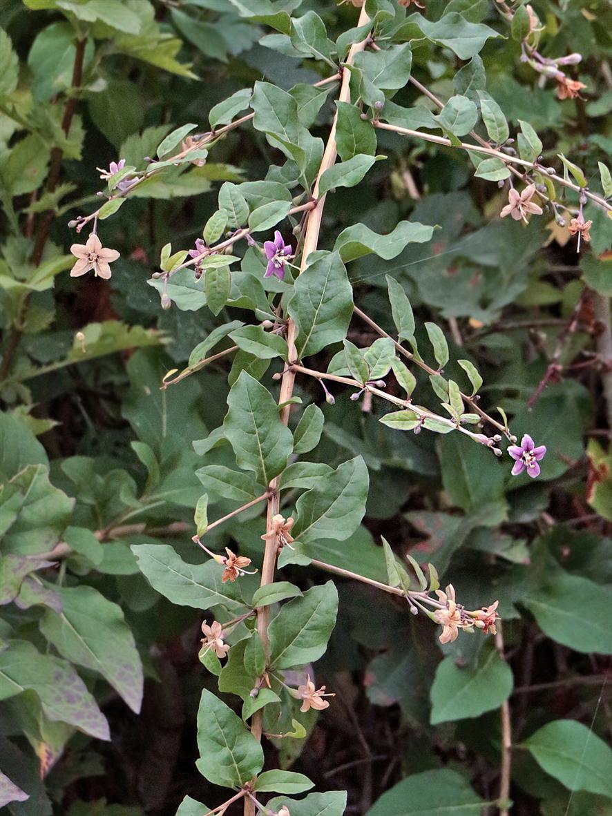 Image of Lycium chinense specimen.