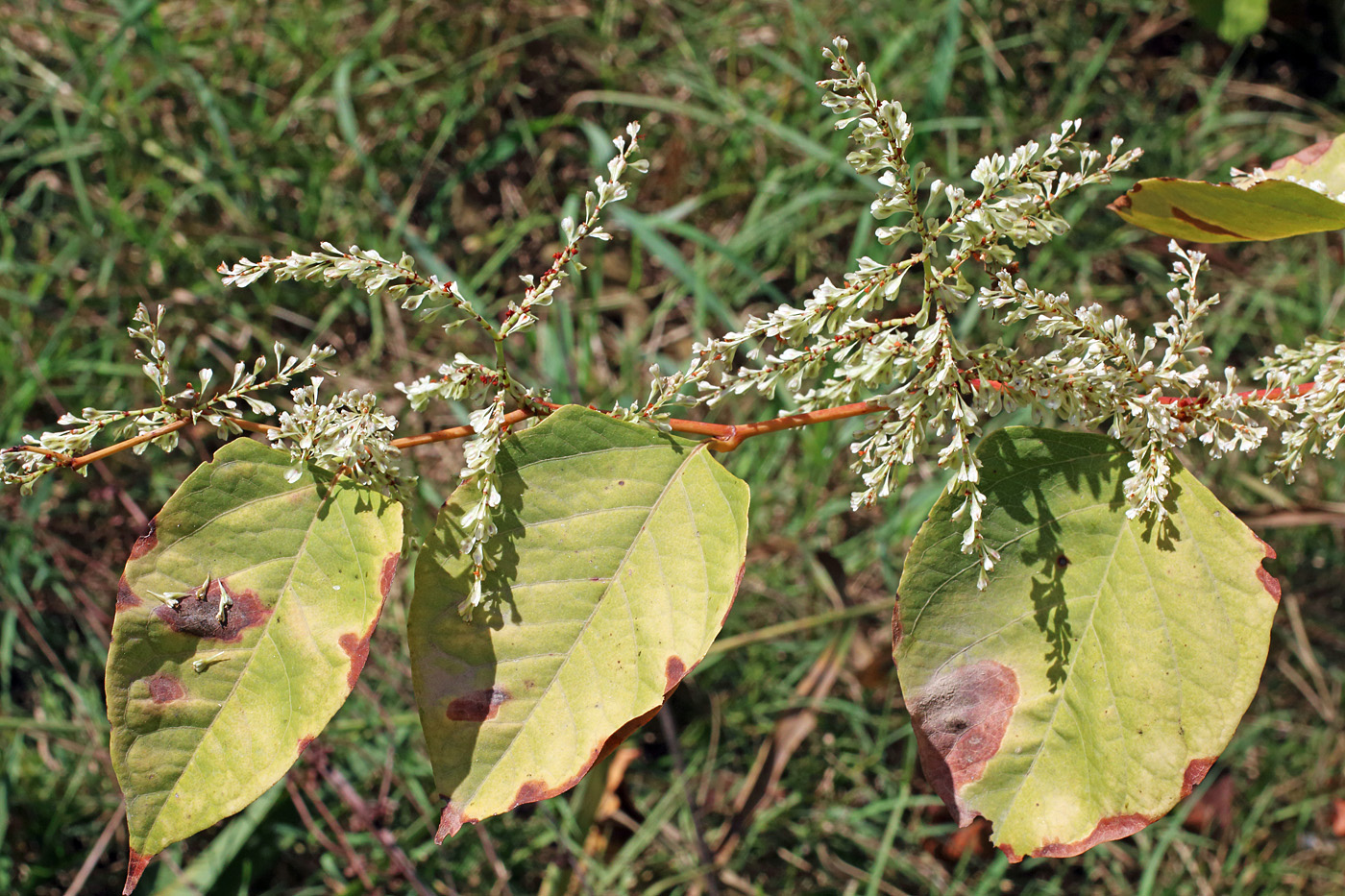 Изображение особи Reynoutria japonica.