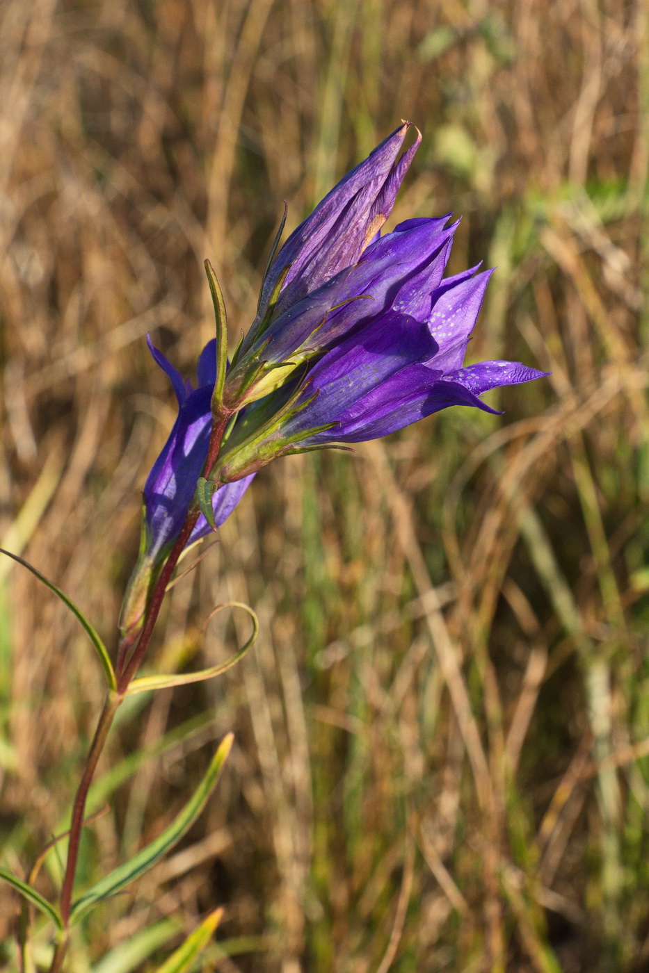 Изображение особи Gentiana pneumonanthe.