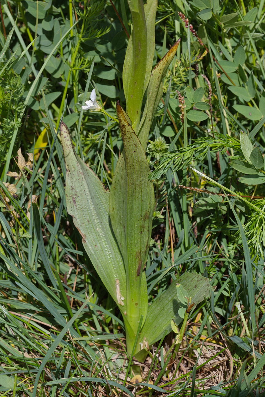 Image of Dactylorhiza umbrosa specimen.