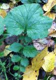 Geum macrophyllum