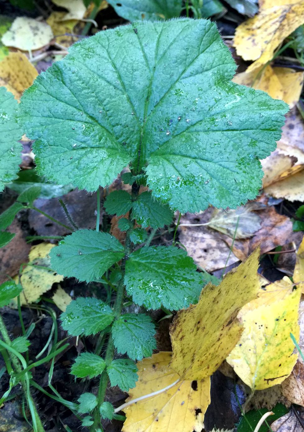 Image of Geum macrophyllum specimen.