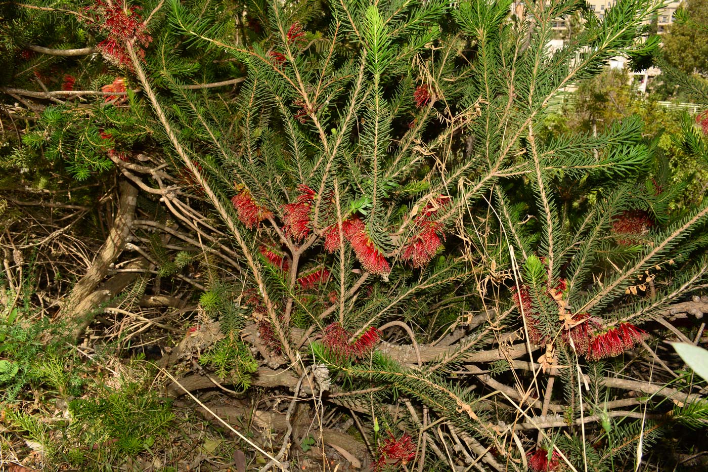 Image of Calothamnus quadrifidus specimen.