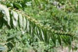 Hyoscyamus niger. Верхушка побега с незрелыми плодами. Адыгея, долина р. Фарс, на опушке леса. 15.08.2008.