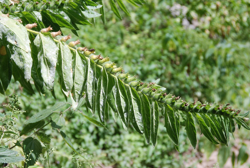 Изображение особи Hyoscyamus niger.