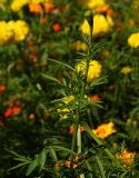 Tagetes erecta