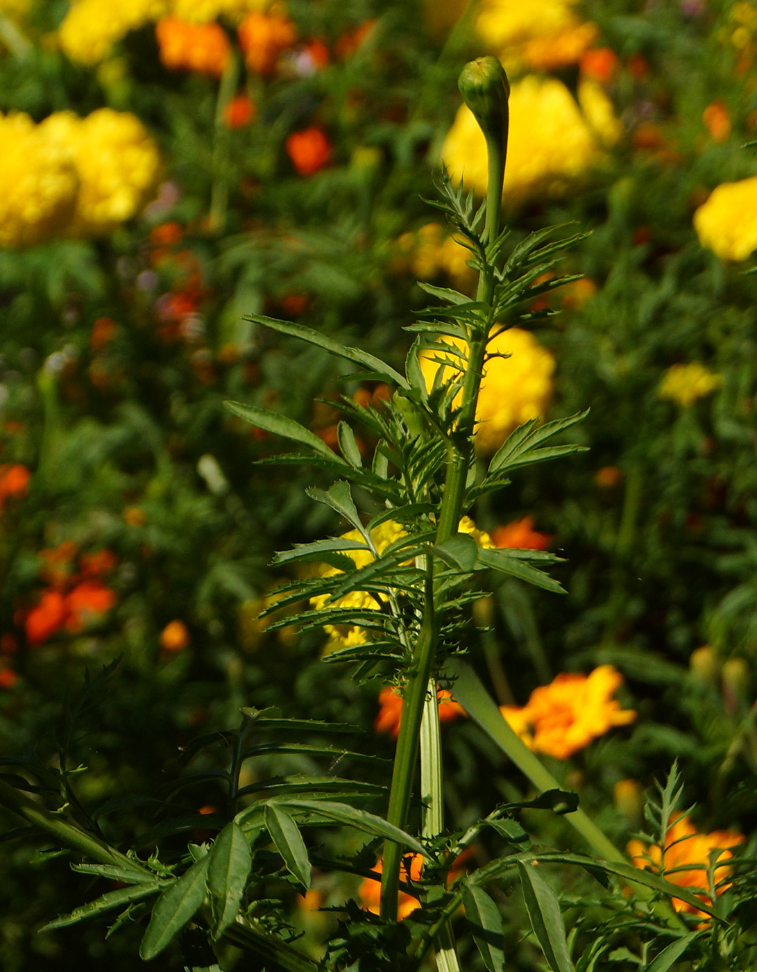 Изображение особи Tagetes erecta.