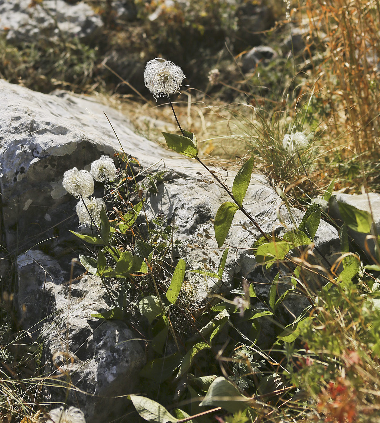 Image of Clematis integrifolia specimen.