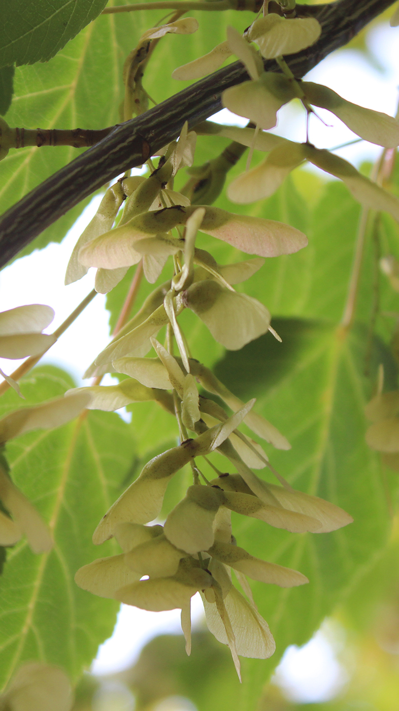 Изображение особи Acer davidii.