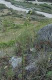 Artemisia chamaemelifolia