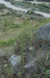 Artemisia chamaemelifolia. Цветущее растение. Кабардино-Балкария, Эльбрусский р-н, окр. пос. Эльбрус, ок. 1800 м н.у.м., склон горы. 22.08.2017.