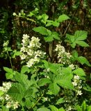 Rubus canescens. Верхушка цветущего растения. Украина, г. Киев, ул. Курнатовского, опушка сосновых насаждений, на боровых песках. 15.06.2017.