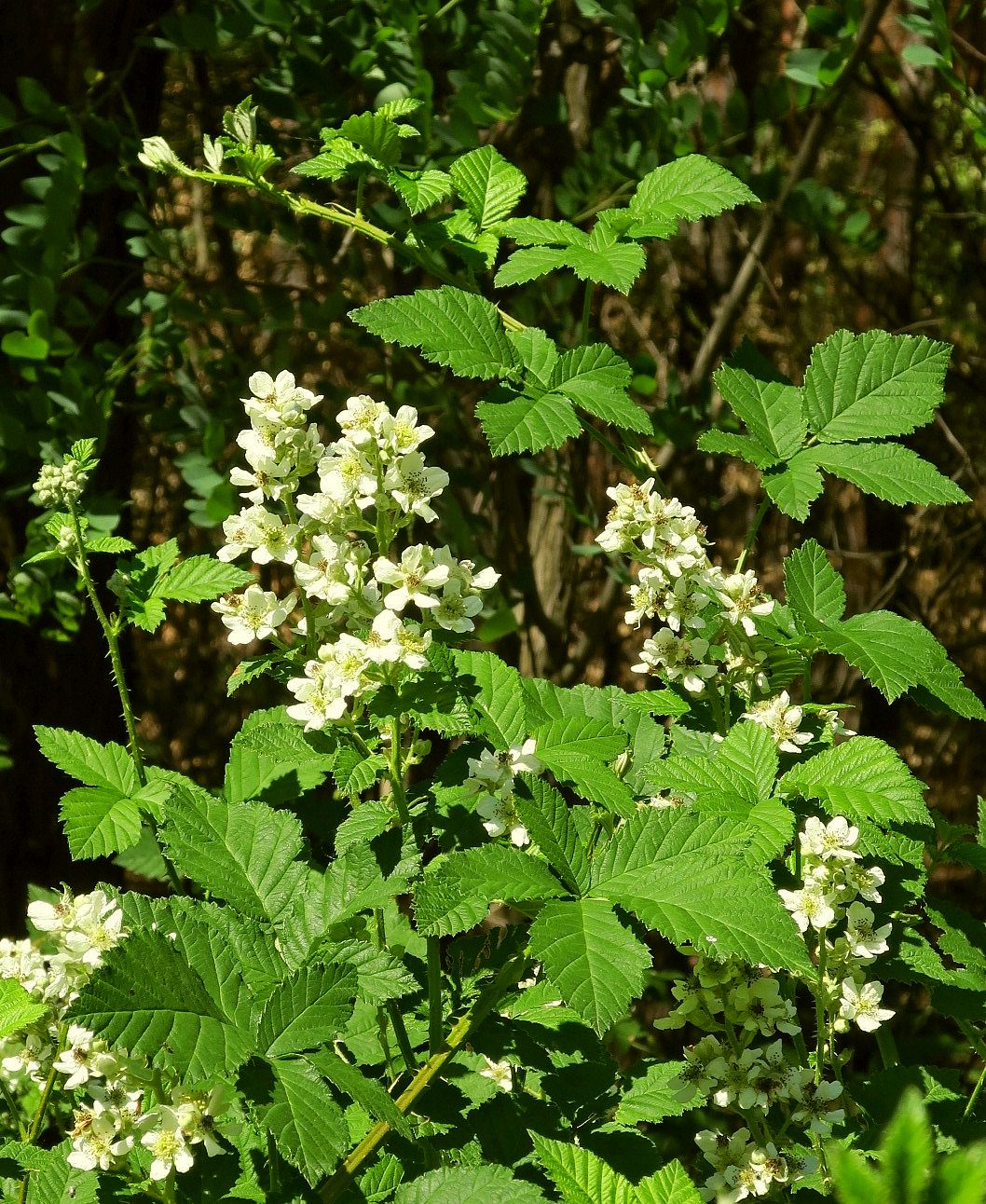 Изображение особи Rubus canescens.