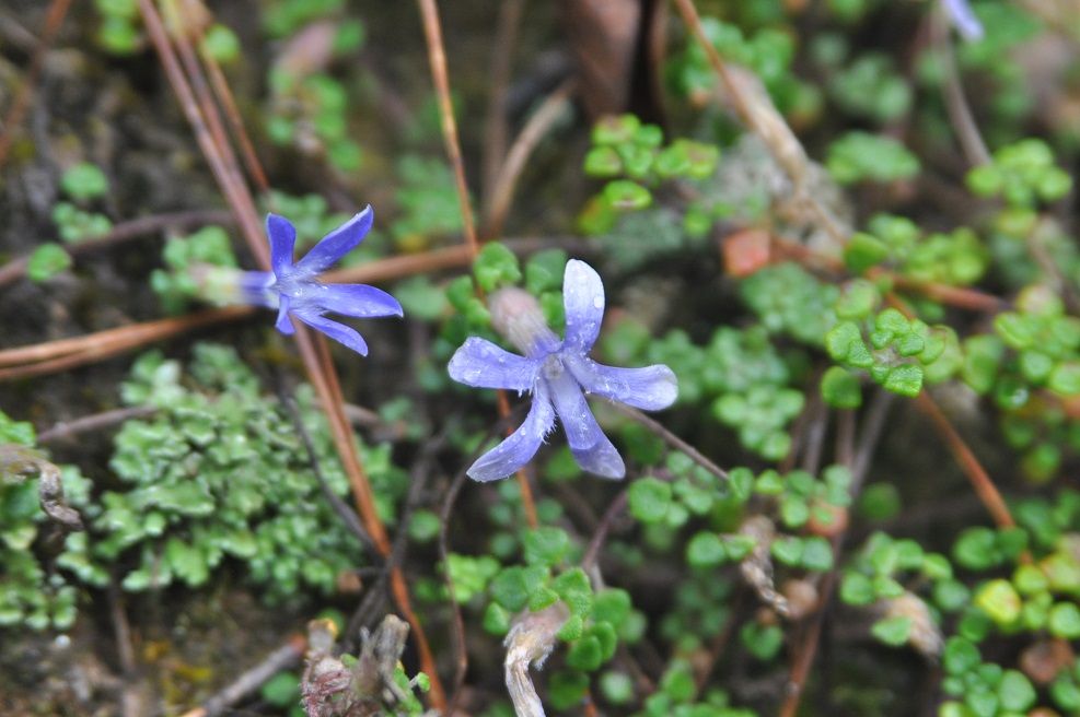 Image of Cyananthus delavayi specimen.