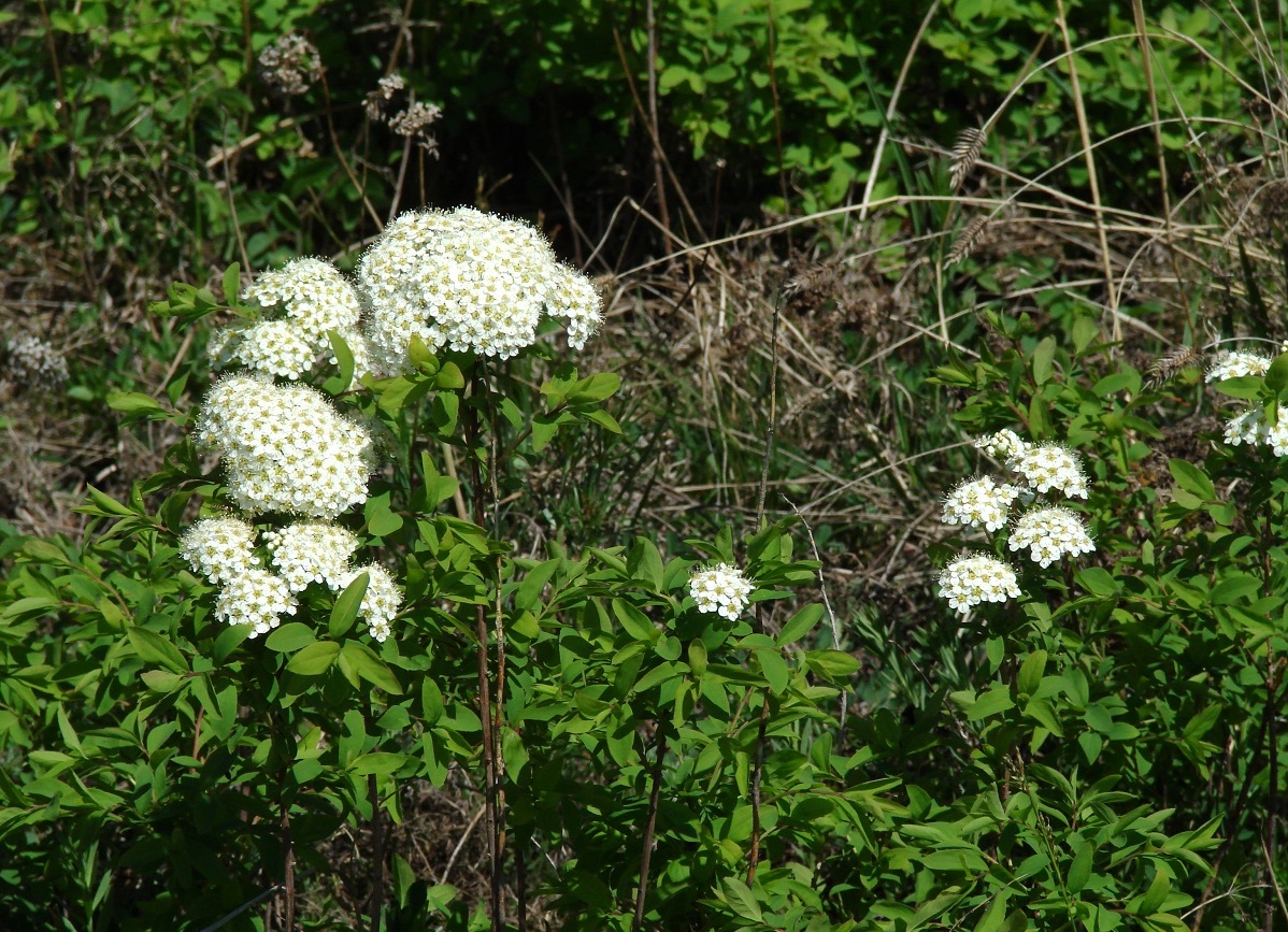 Image of Spiraea media specimen.