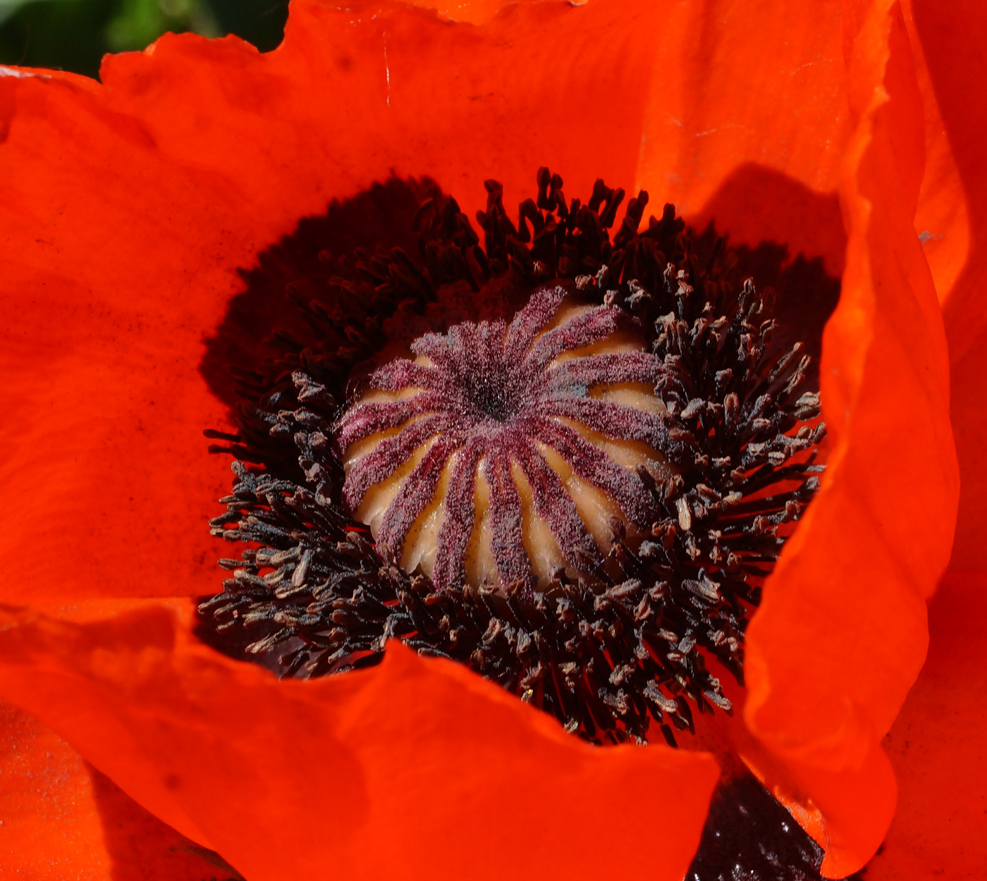 Изображение особи Papaver orientale.