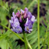 Astragalus danicus