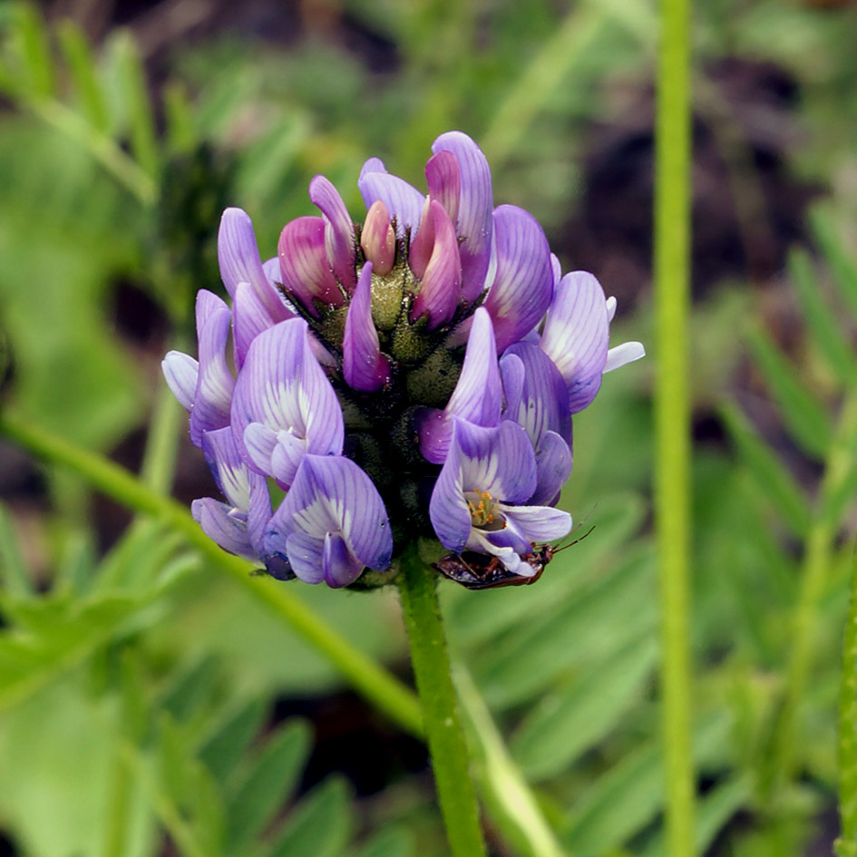 Изображение особи Astragalus danicus.