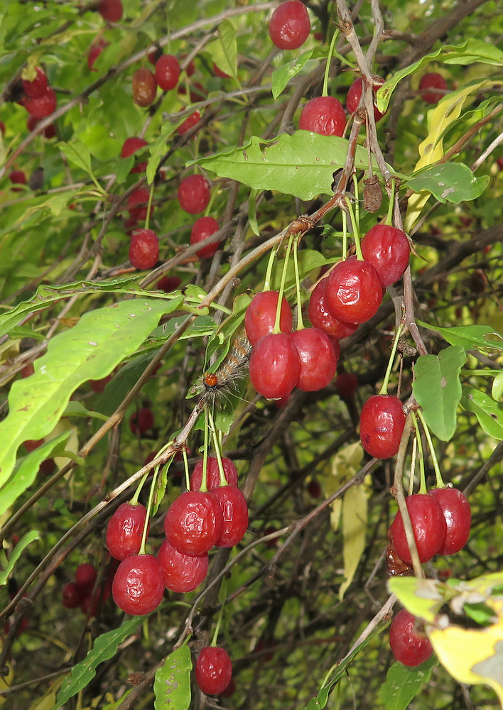 Изображение особи Prinsepia sinensis.