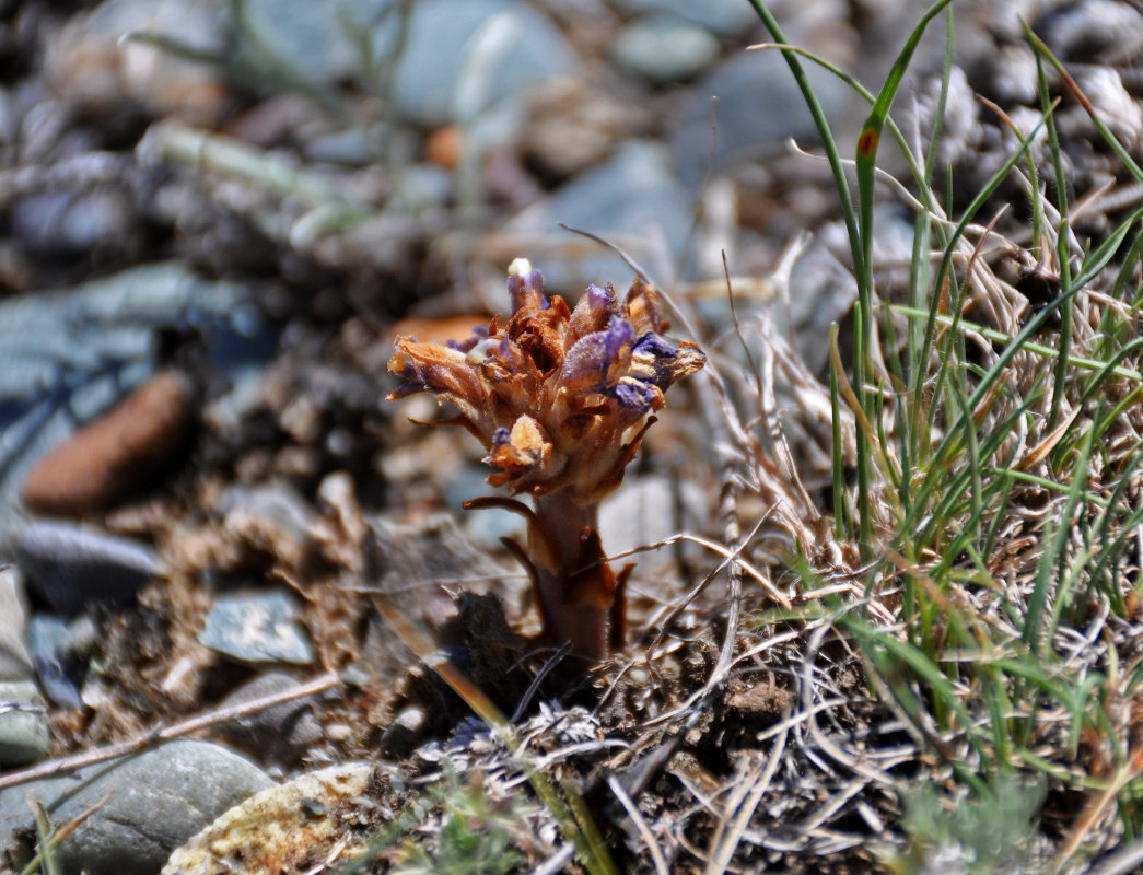 Image of genus Phelipanche specimen.