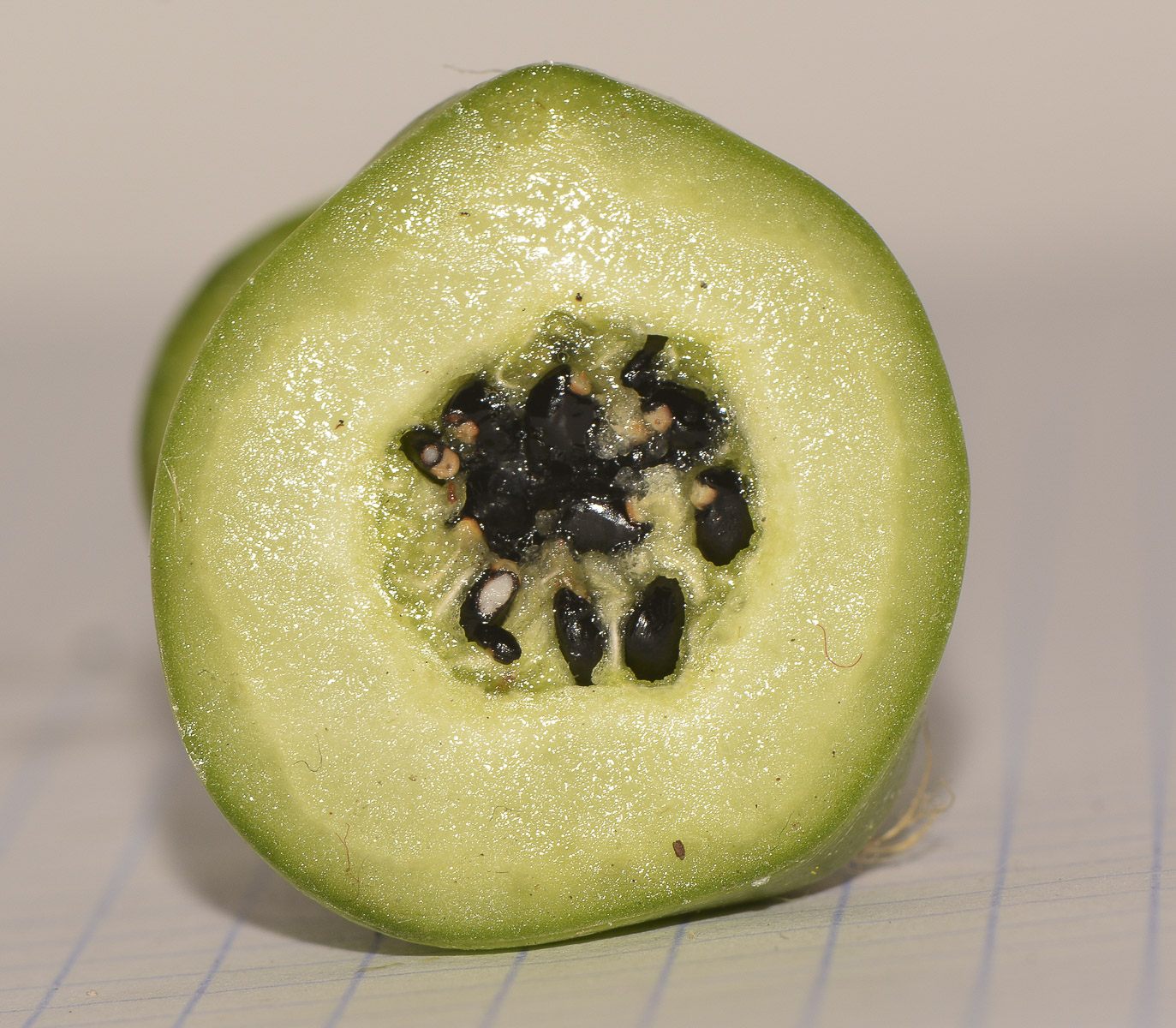 Image of genus Pereskia specimen.