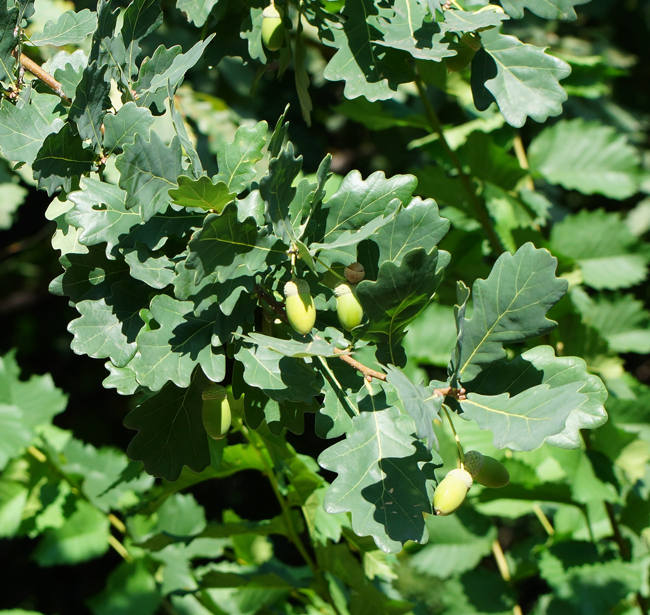 Image of Quercus robur specimen.