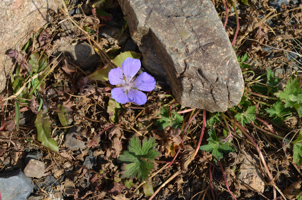 Изображение особи Geranium saxatile.