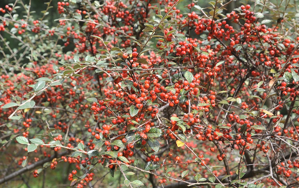 Изображение особи род Cotoneaster.