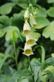 Digitalis grandiflora. Цветки. Средний Урал, Пермский край, Кунгурский р-н, окр. с. Филипповка, правый берег р. Сылва, подножие камня Ермак, пологий склон, лесная поляна с высокой травой. 16.07.2017.