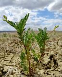 Astragalus reticulatus. Цветущее растение с завязавшимися плодами в высохшей эфемеровой глинистой пустыне. Казахстан, Актюбинская обл., Байганинский р-н, 105 км ВЮВ пос. Дияр, разв. Ушашка; плато Устюрт, чинк Донызтау, плоская подчинковая равнина. 18.06.2017.