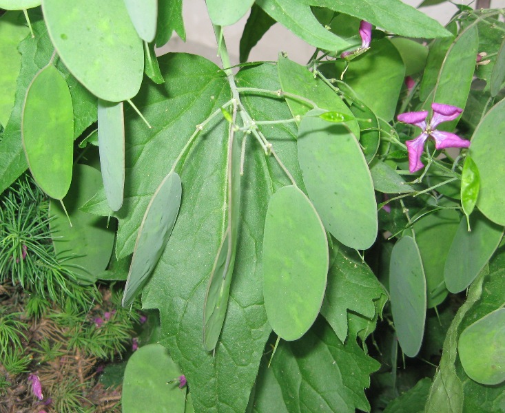 Image of Lunaria annua specimen.