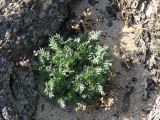 genus Potentilla. Растение с прошлогодними сухими соплодиями. Иркутская обл., оз. Байкал, о. Ольхон, окр. пос. Хужир, мыс Бурхан. 08.06.2017.