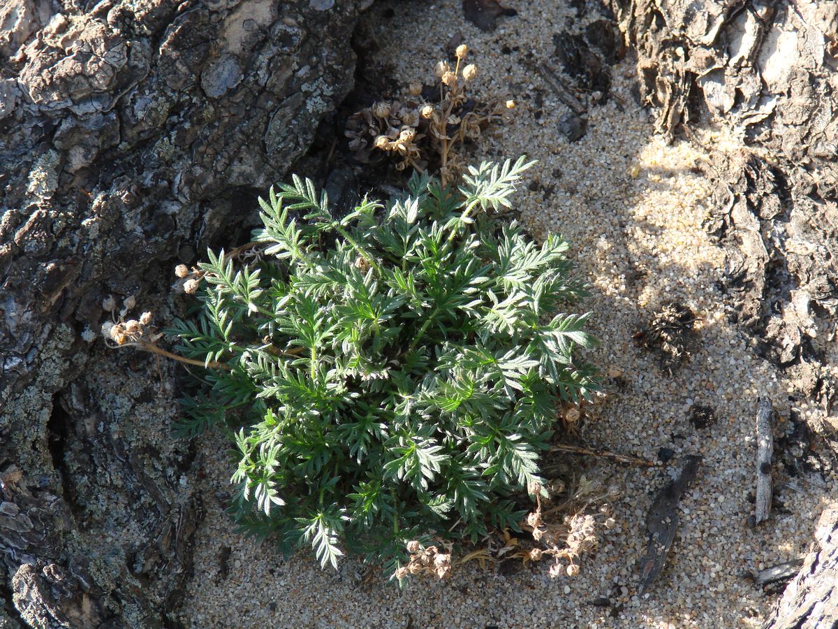 Image of genus Potentilla specimen.