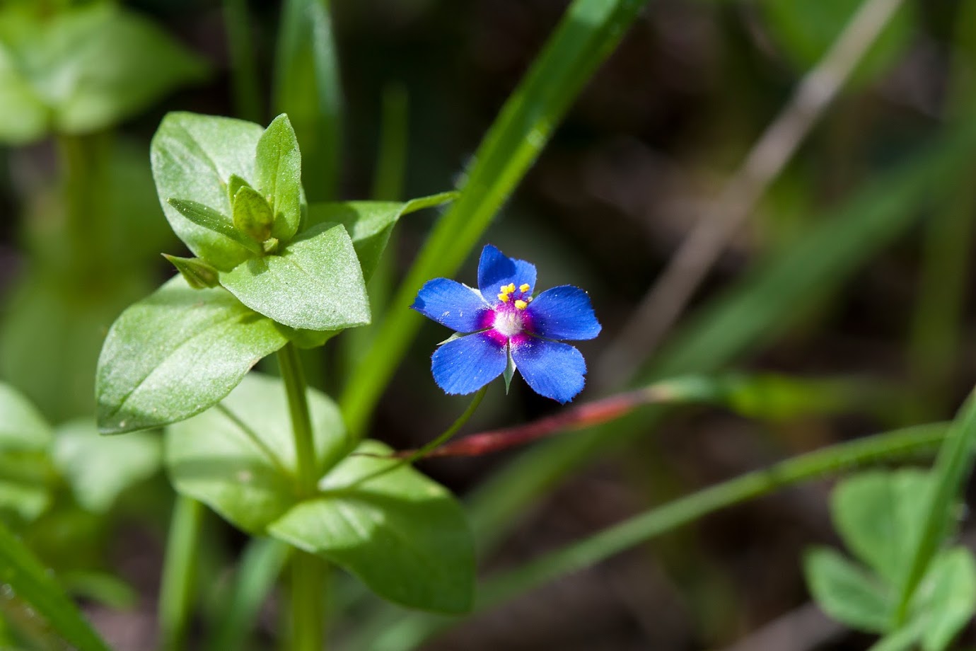 Image of Anagallis arvensis specimen.