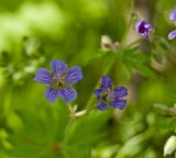 Geranium igoschinae. Увядающие отцветающие цветки. Башкортостан, долина р. Юрюзань ниже г. Усть-Катав, склон Жеребчикова гребня, разреженный смешанный лес. 11 июня 2017 г.