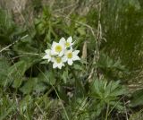 Anemonastrum fasciculatum. Цветущее растение. Кабардино-Балкария, Эльбрусский р-н, склон горы Чегет, субальпийский луг чуть выше леса. 09.06.2009.