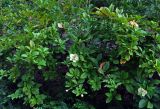 Brunfelsia americana. Ветви цветущего кустарника. Малайзия, Куала-Лумпур, в культуре. 13.05.2017.