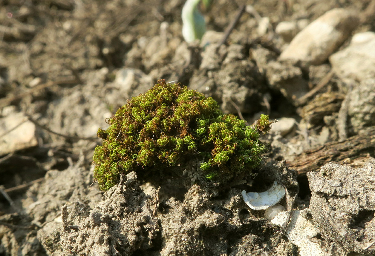 Image of Weissia longifolia specimen.