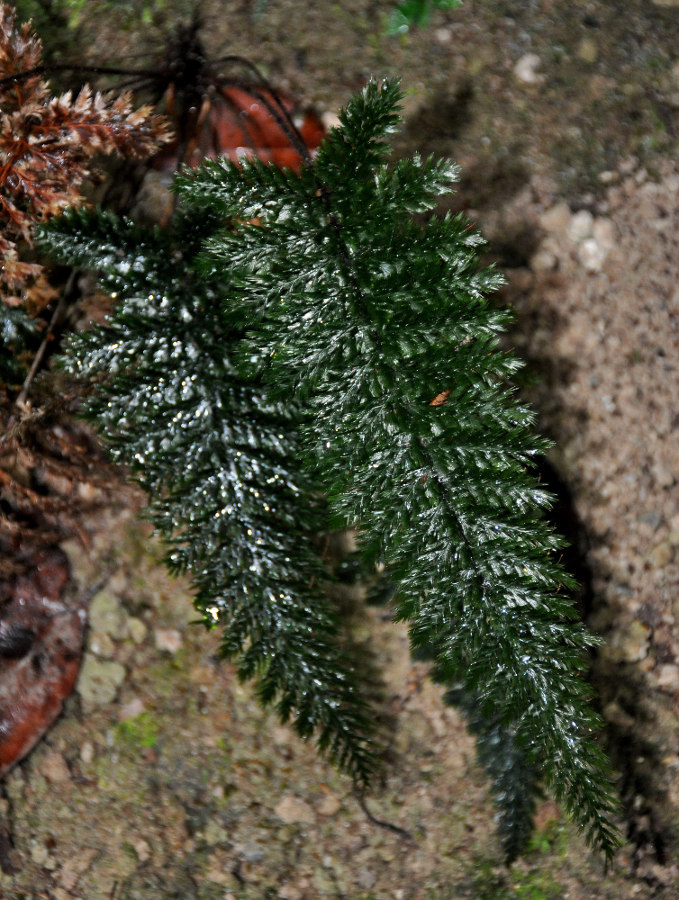 Image of Cephalomanes apiifolium specimen.