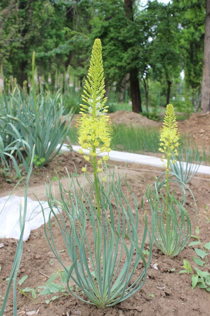 Изображение особи Eremurus ambigens.