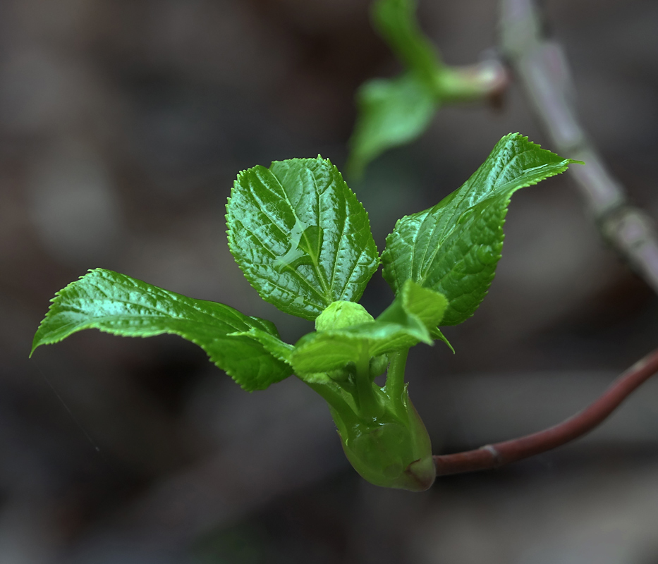 Image of Hydrangea petiolaris specimen.