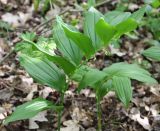 Polygonatum hirtum