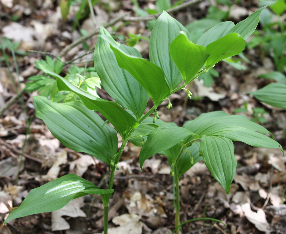 Изображение особи Polygonatum hirtum.