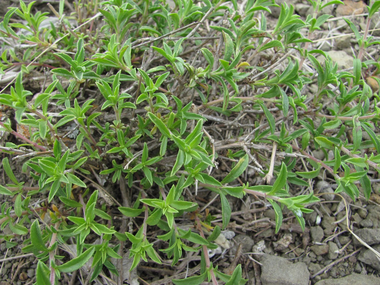 Image of Satureja subdentata specimen.