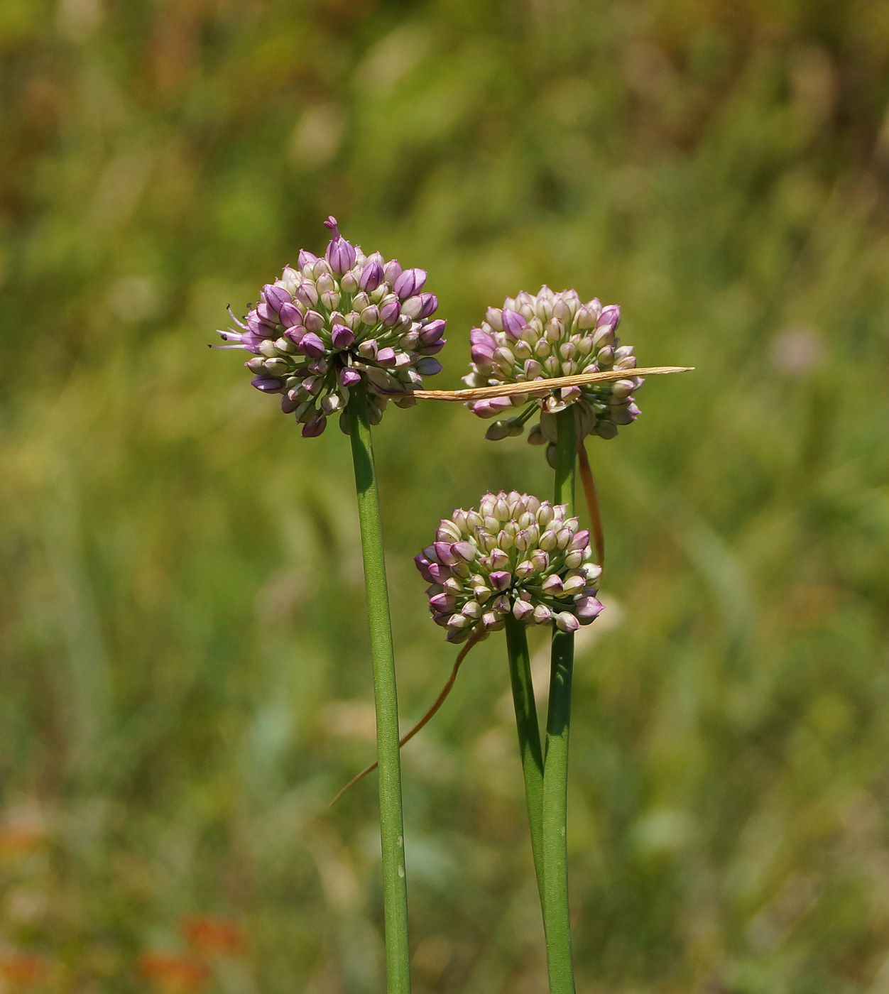 Image of Allium montanostepposum specimen.