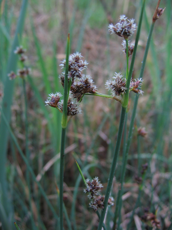 Изображение особи Schoenoplectus lacustris.